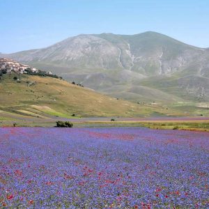 fioritura castelluccio